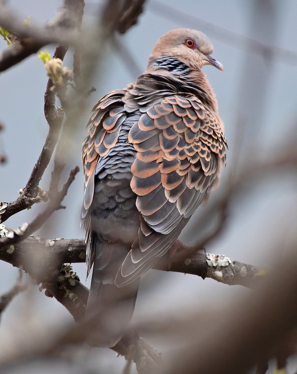 Oriental Turtle-Dove - ML633750406