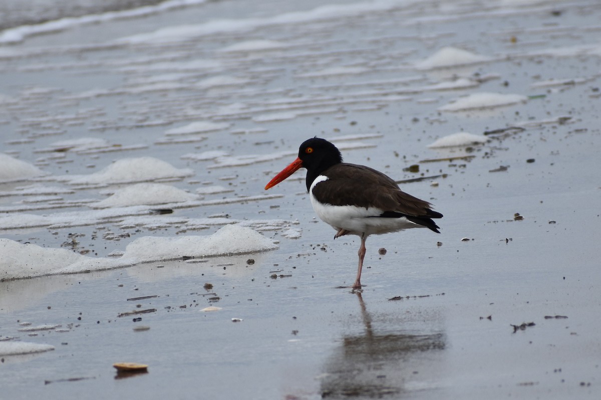 Американский кулик-сорока - ML633750415