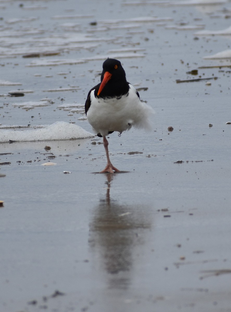 Американский кулик-сорока - ML633750418