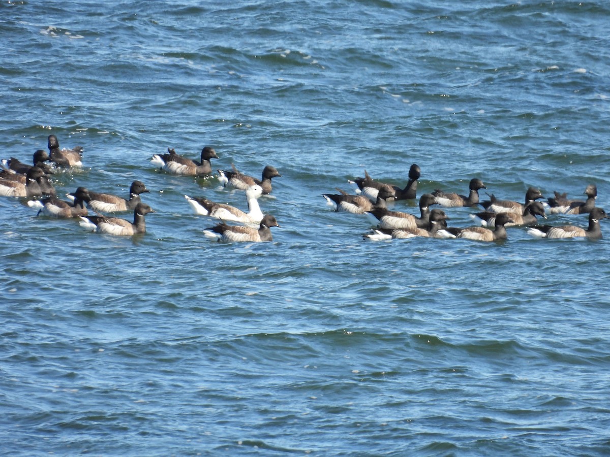 Snow Goose x Brant (hybrid) - ML633750425