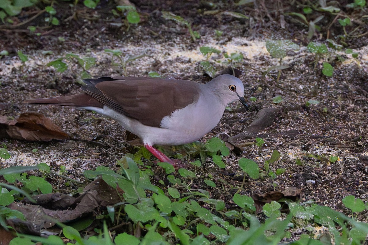 Pallid Dove - ML633750510