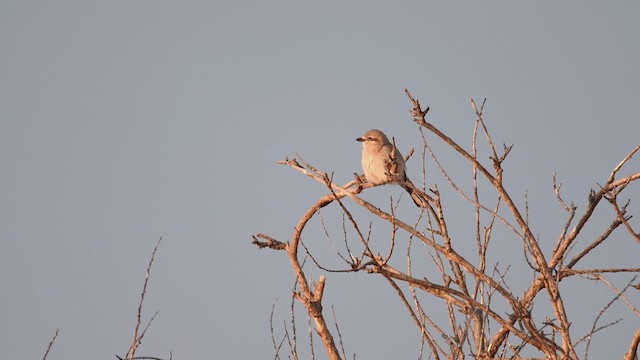 Northern Shrike - ML633750844