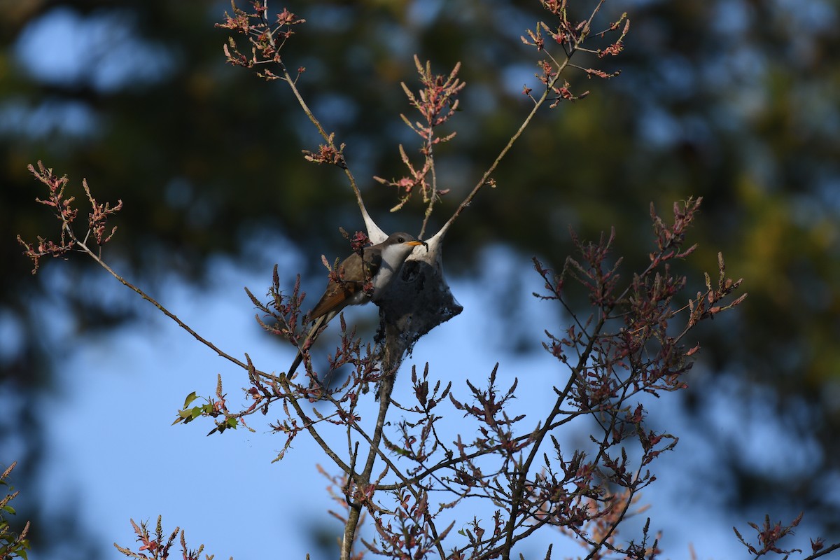 Yellow-billed Cuckoo - ML633750893