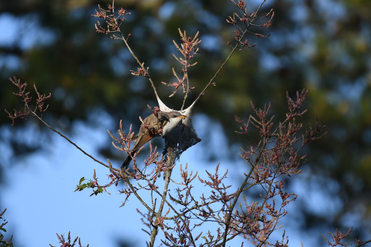 Yellow-billed Cuckoo - ML633750894
