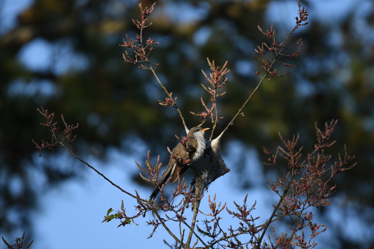 Yellow-billed Cuckoo - ML633751107