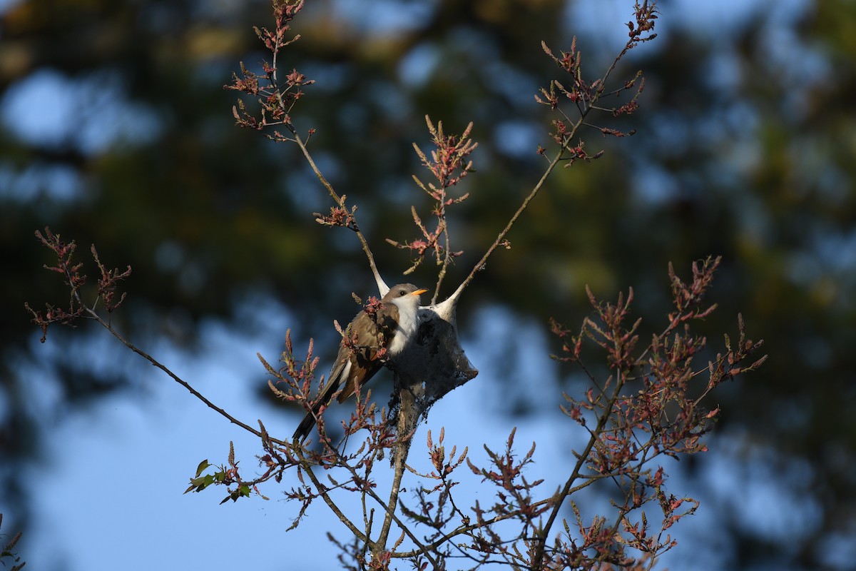 Yellow-billed Cuckoo - ML633751157
