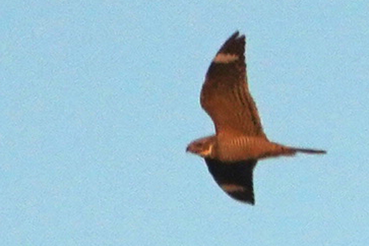 Engoulevent minime - ML633751179