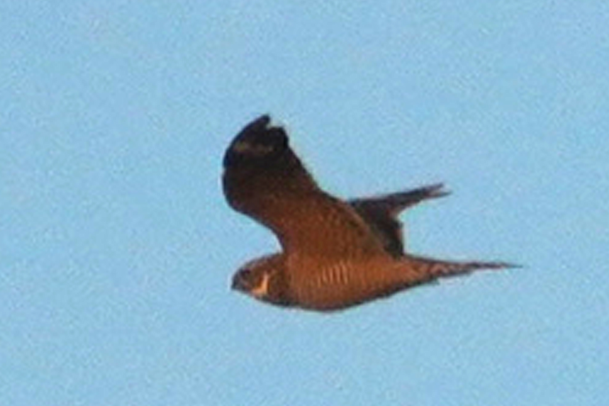 Engoulevent minime - ML633751180