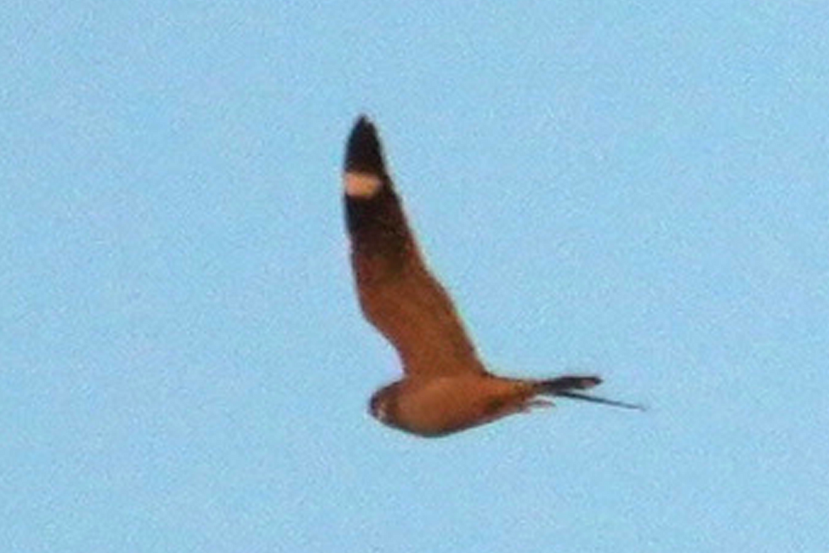 Engoulevent minime - ML633751181