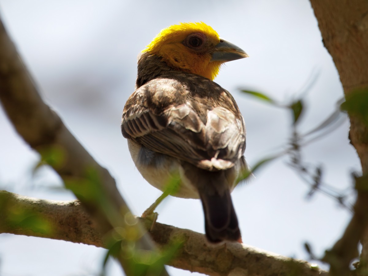Sakalava Weaver - ML633751218