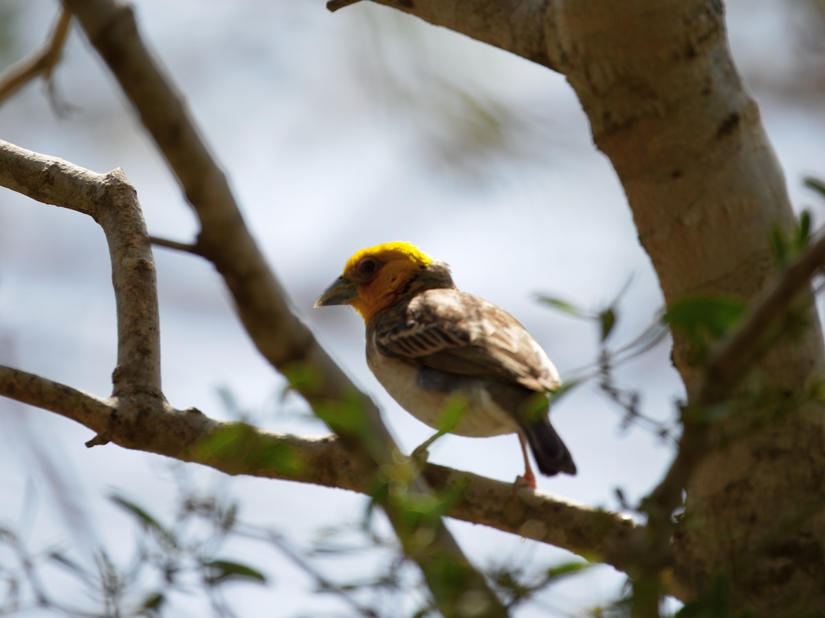 Sakalava Weaver - ML633751220