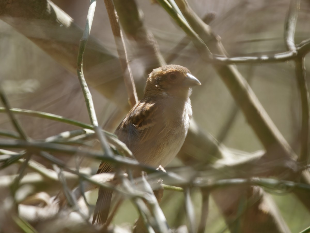 Sakalava Weaver - ML633751221