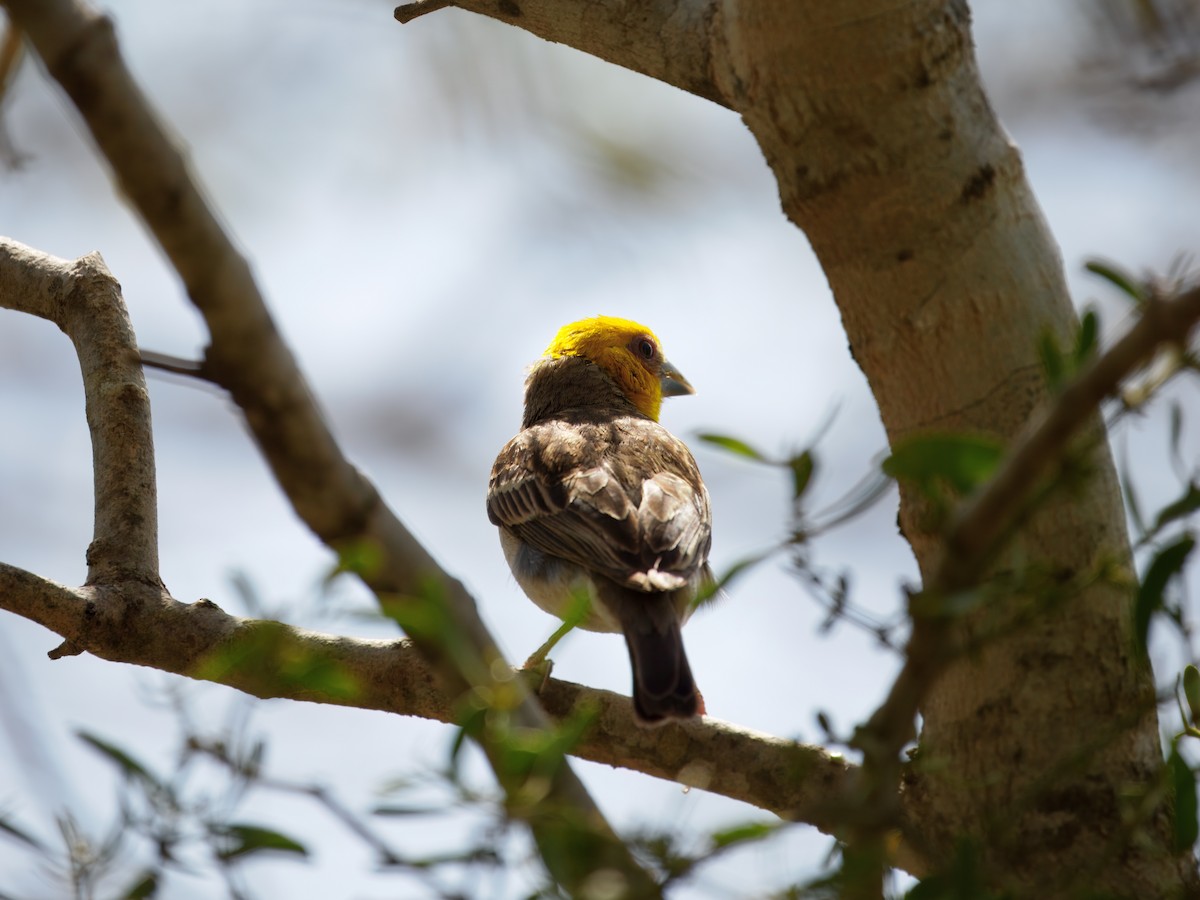 Sakalava Weaver - ML633751224