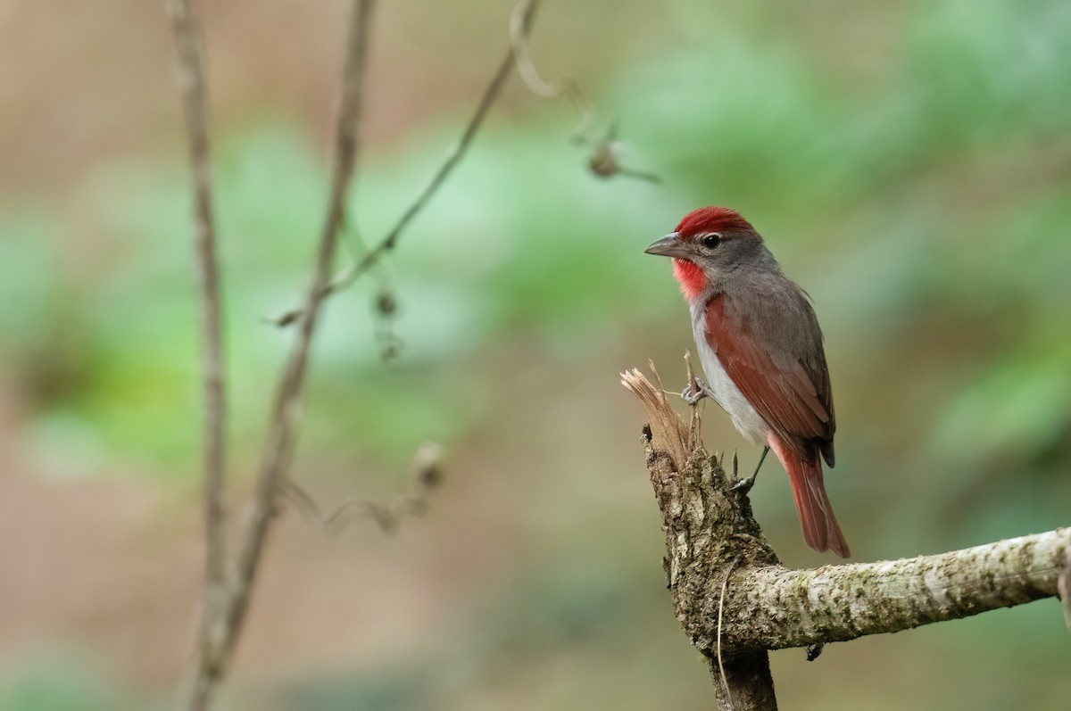 Rose-throated Tanager - ML633751266