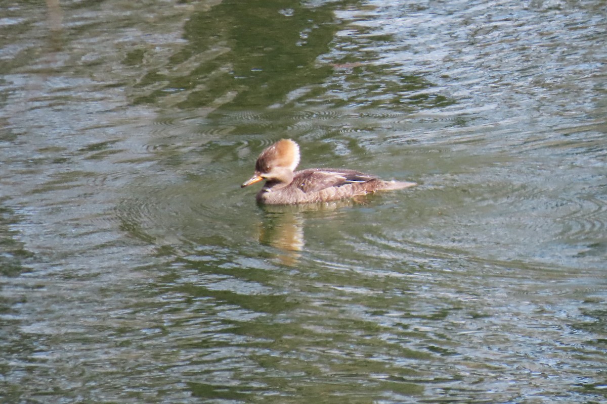 Hooded Merganser - ML633751300