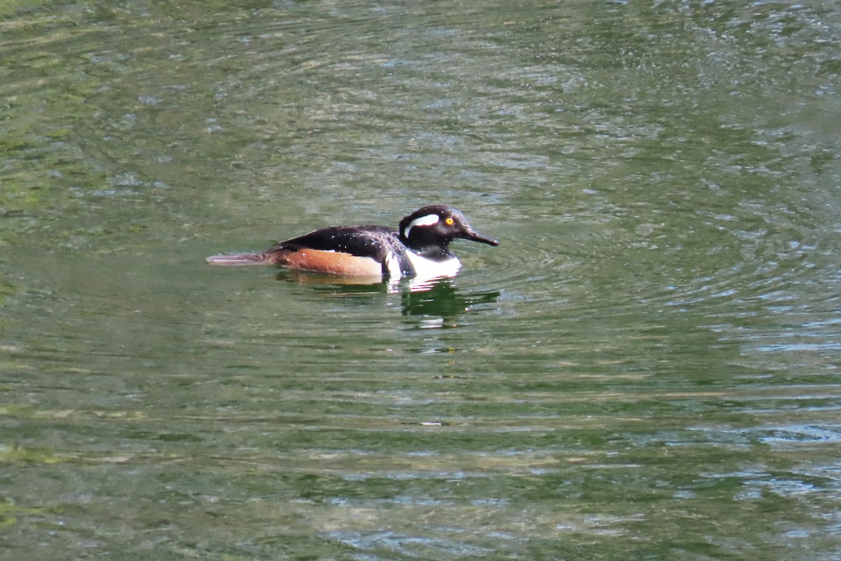 Hooded Merganser - ML633751334