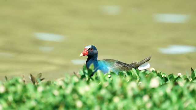 Purple Gallinule - ML633751414