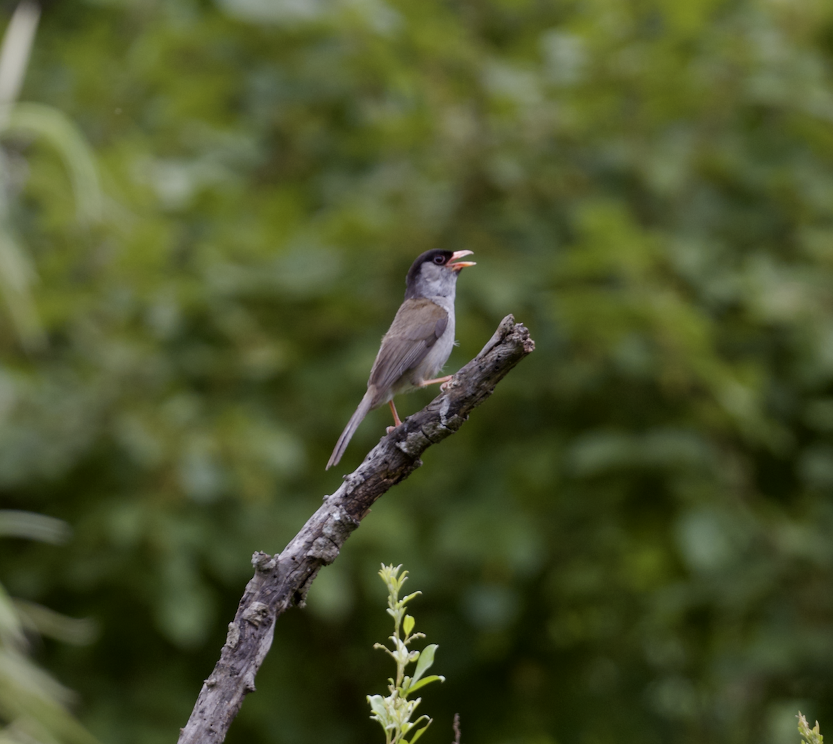 Bush Blackcap - ML633751421