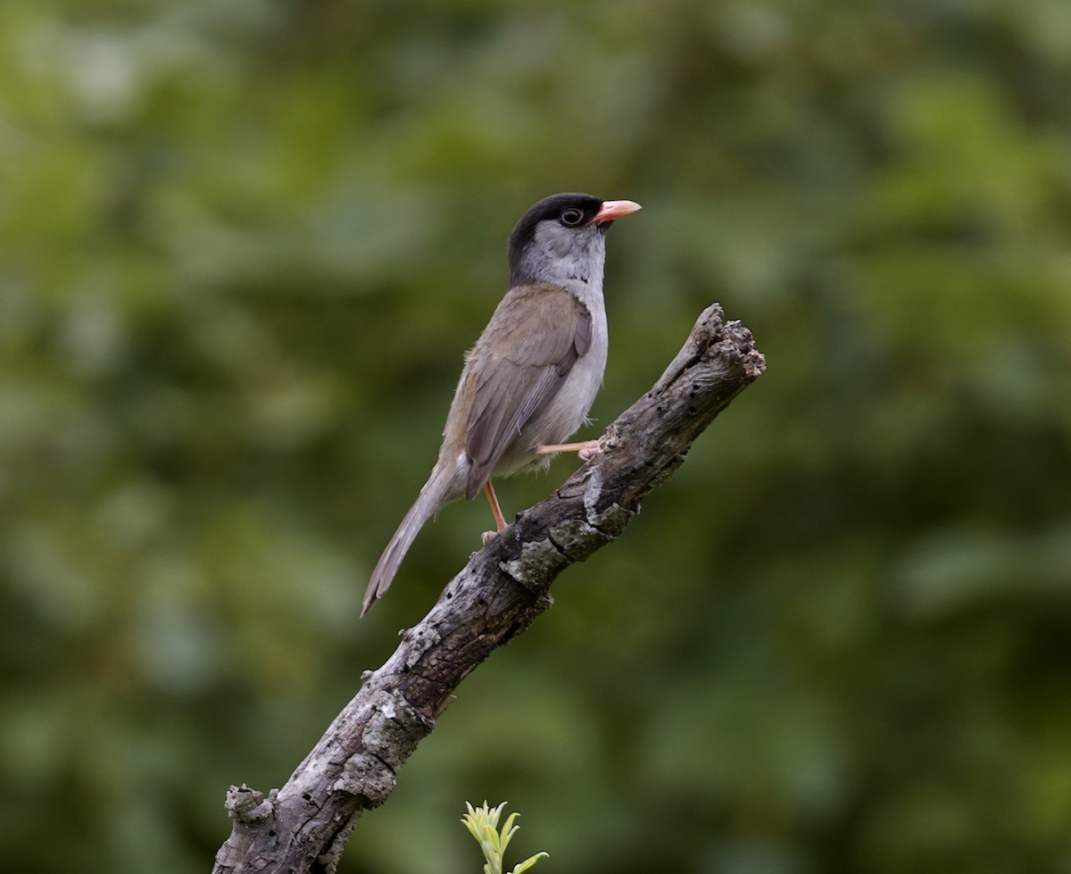 Bush Blackcap - ML633751422