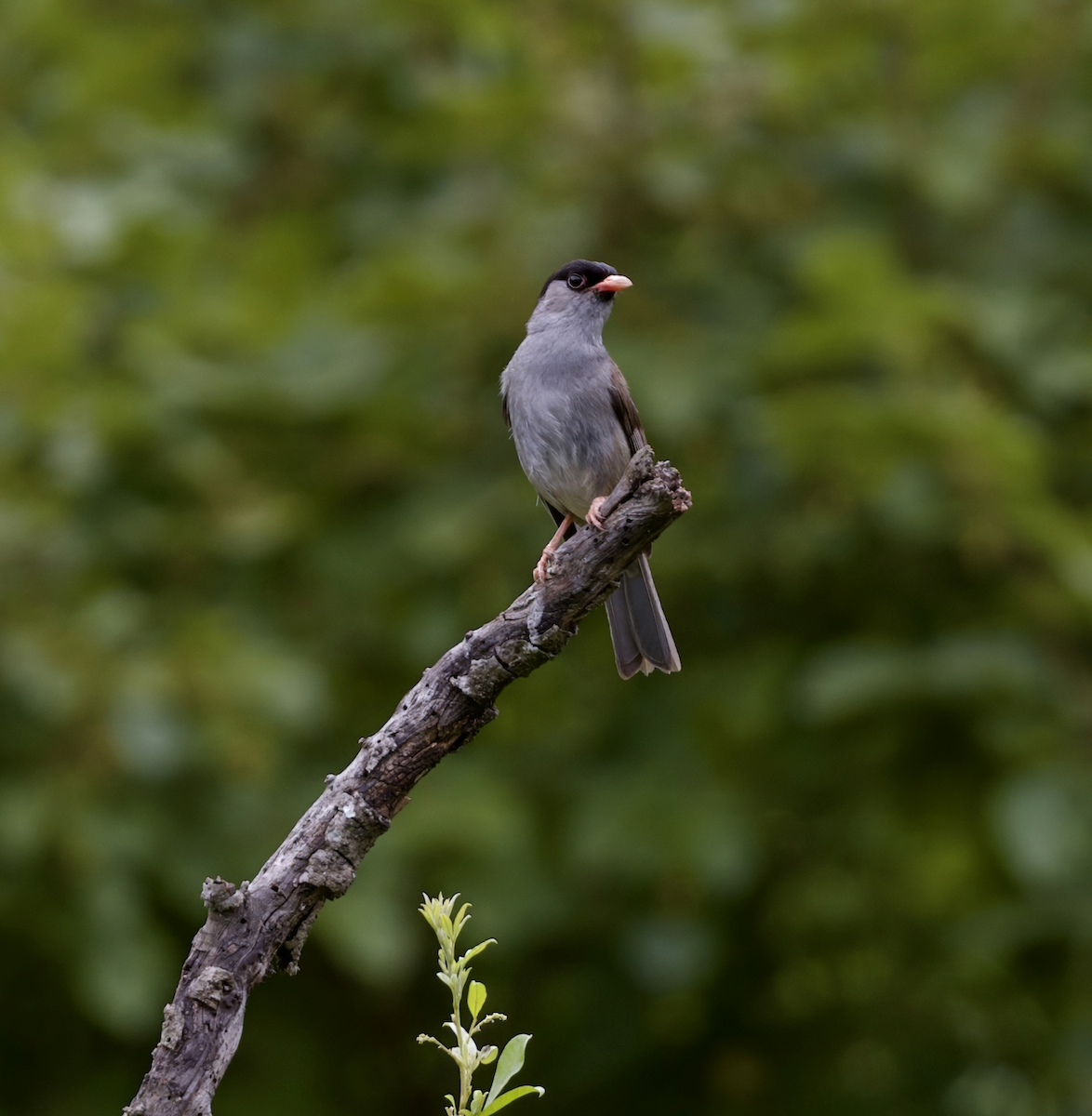 Bush Blackcap - ML633751423
