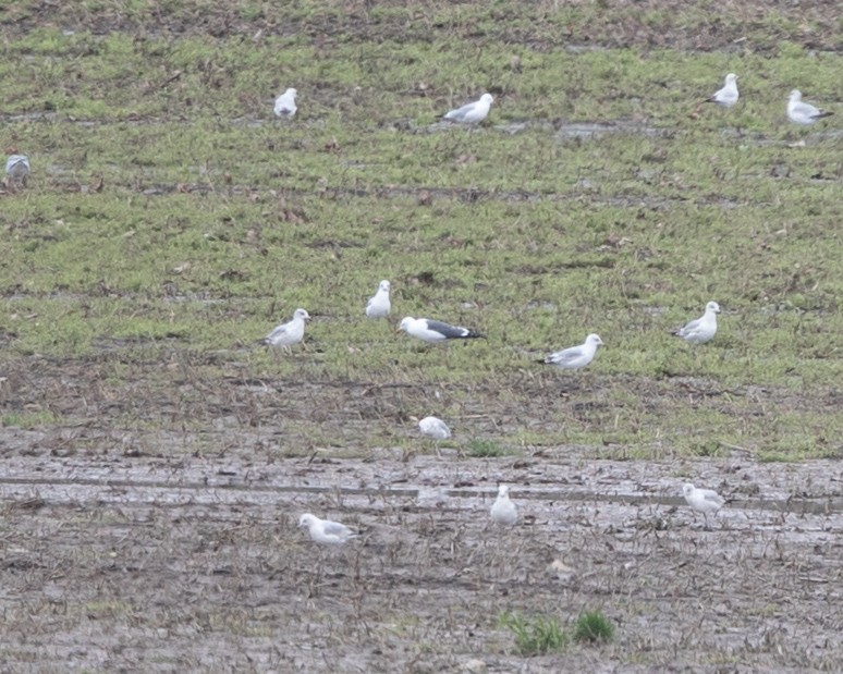 Lesser Black-backed Gull - ML633751460