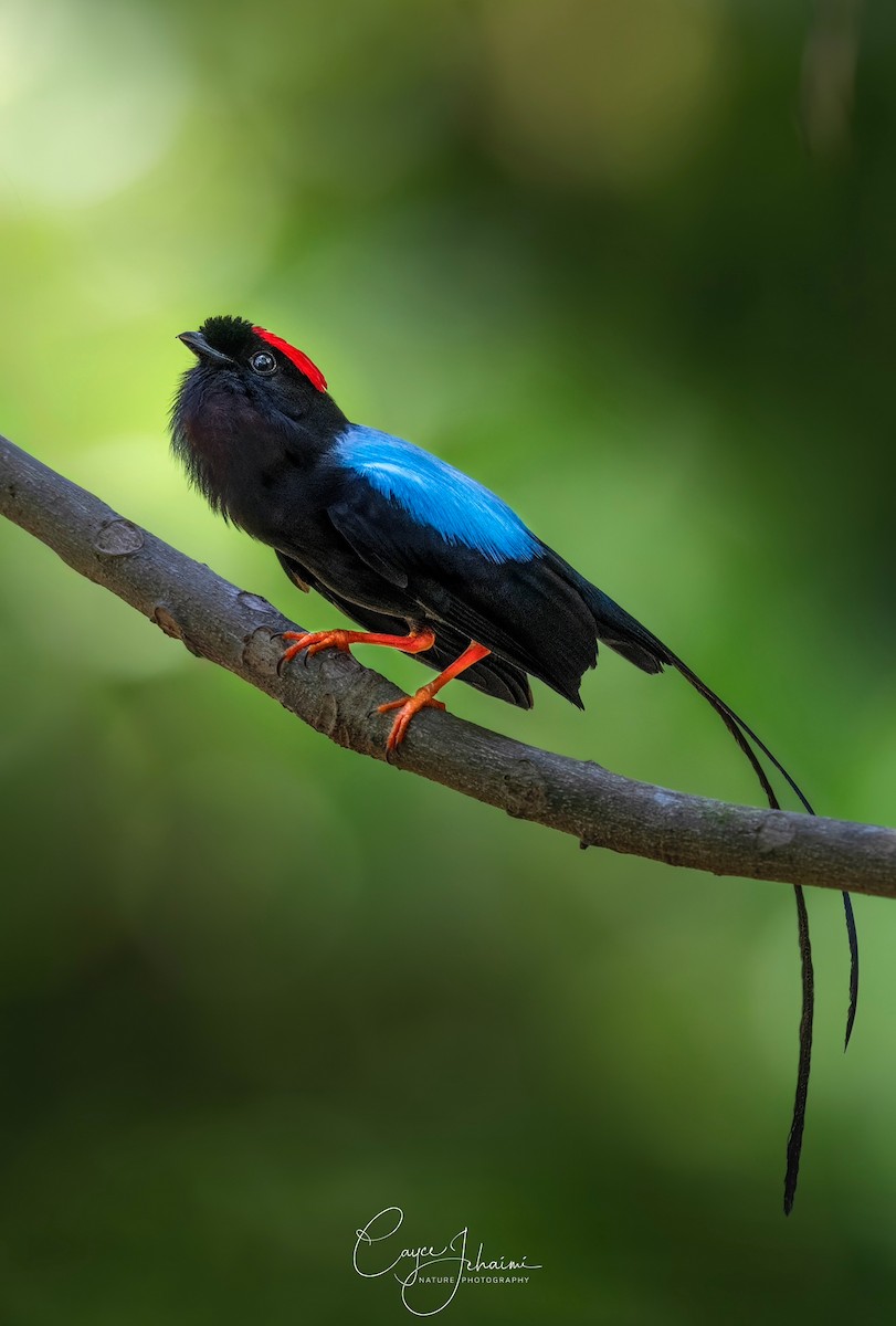 Long-tailed Manakin - ML633751500