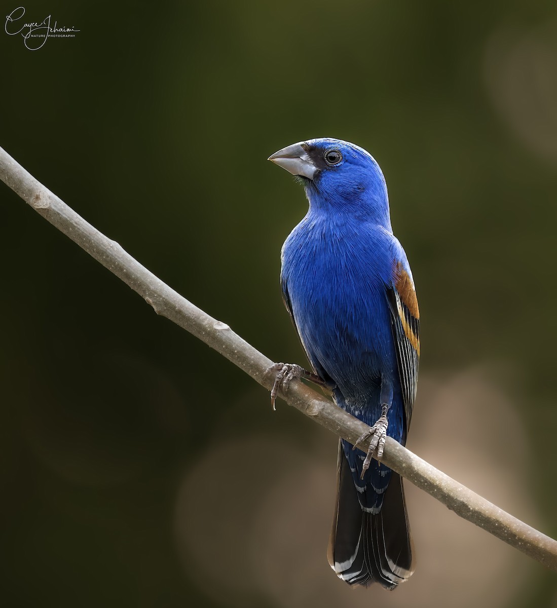 Blue Grosbeak - ML633751556