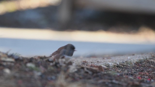 ユキヒメドリ - ML633751576