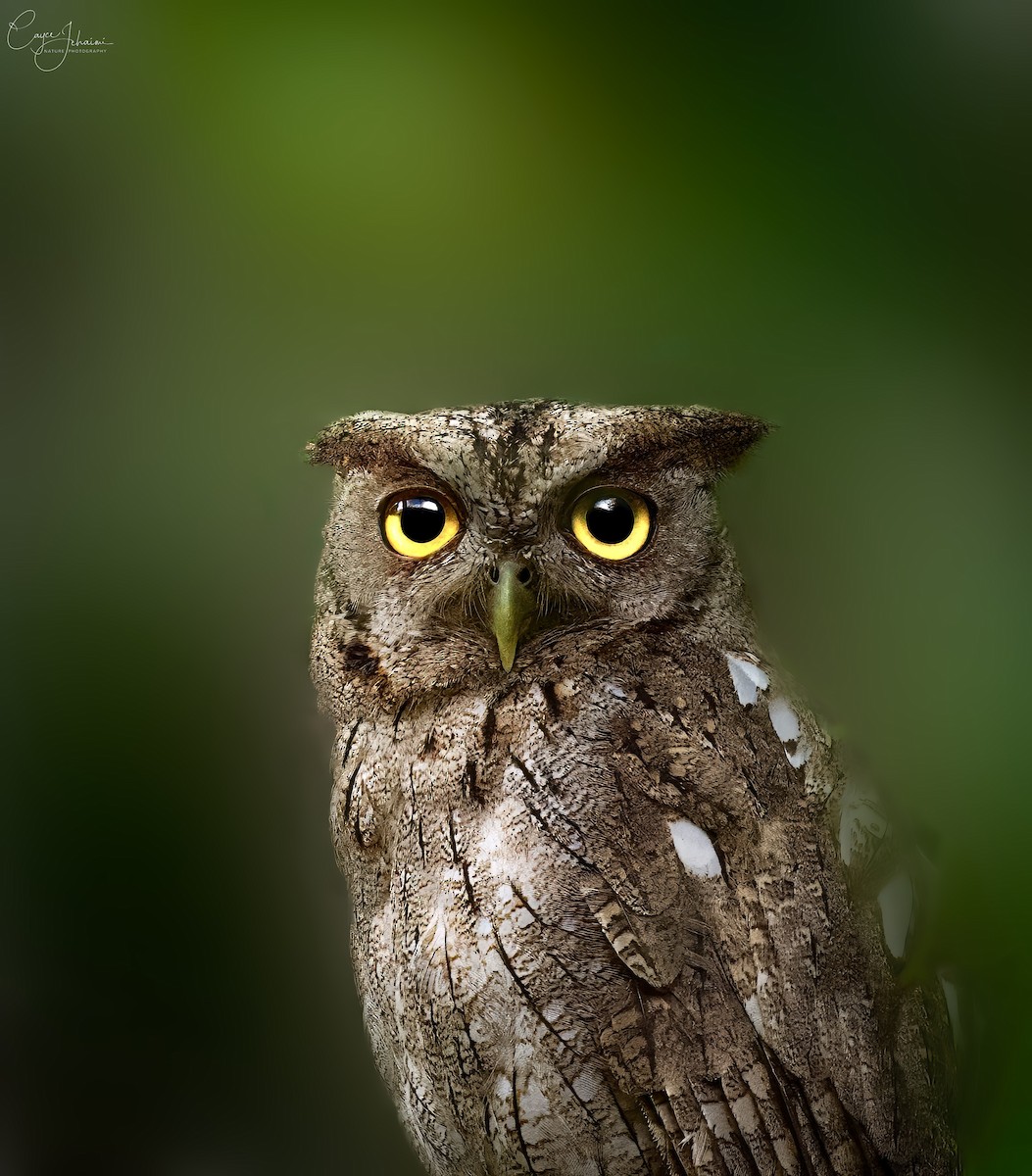 Pacific Screech-Owl - ML633751594