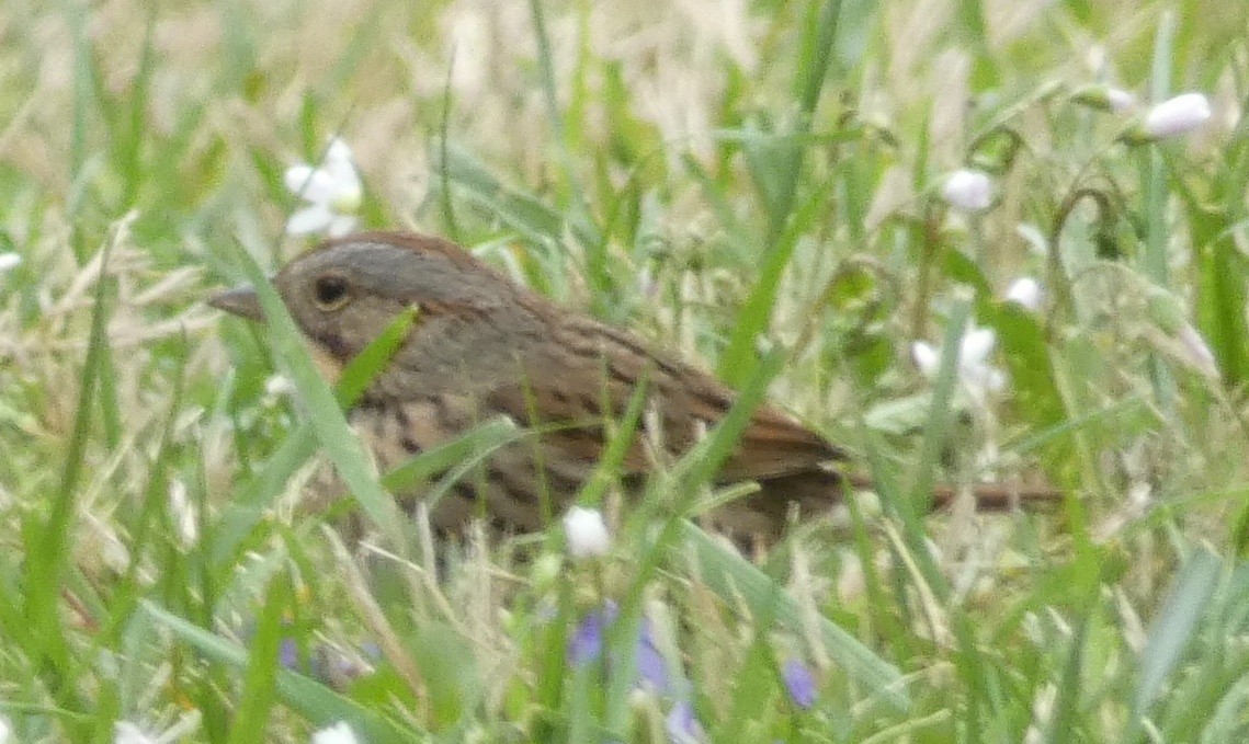 Lincoln's Sparrow - ML633751681