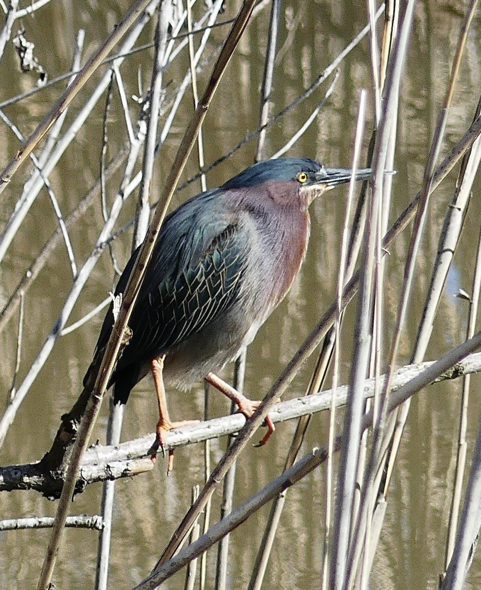 Green Heron - ML633751860