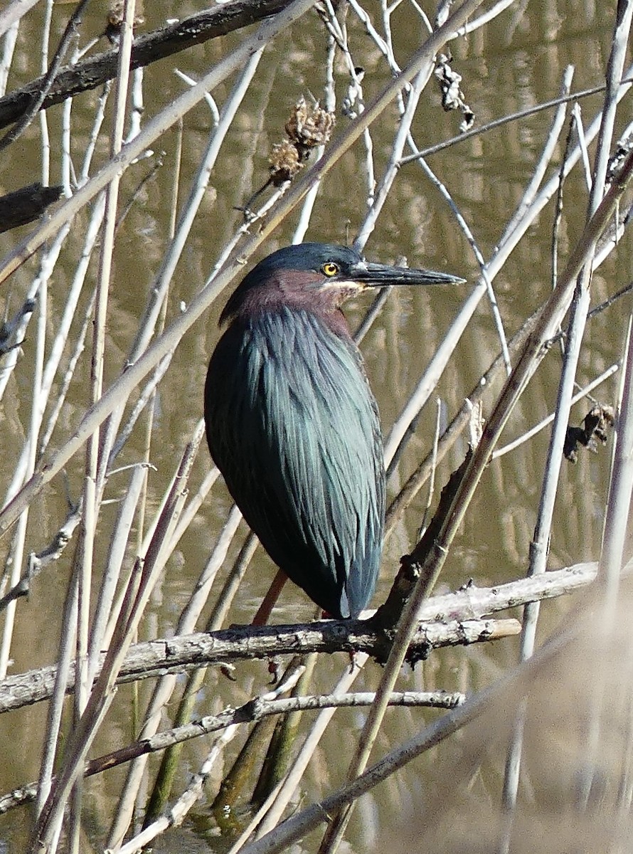 Green Heron - ML633751861
