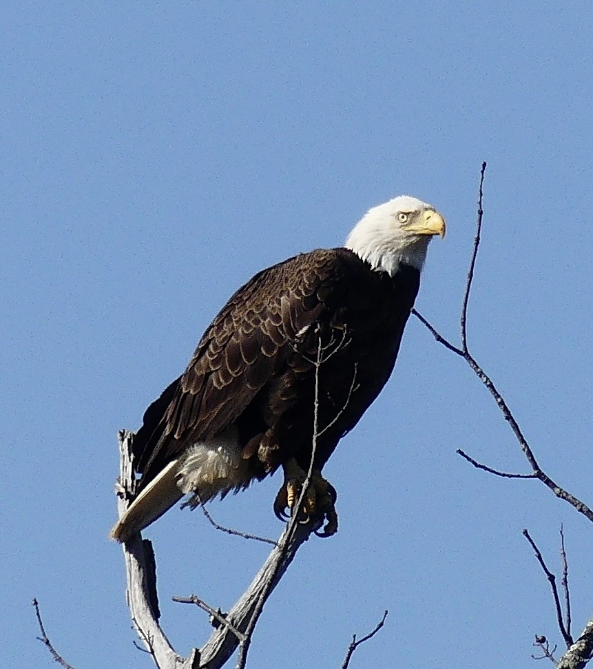 Bald Eagle - ML633751873