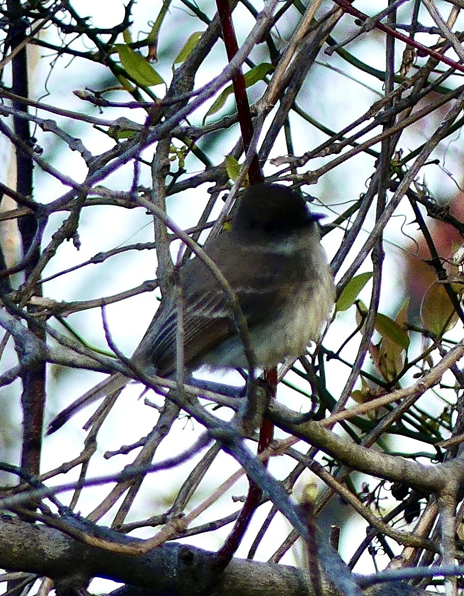 Eastern Phoebe - ML633751897