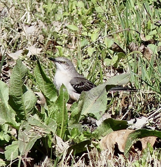 Northern Mockingbird - ML633751911