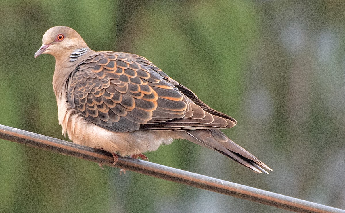Oriental Turtle-Dove - ML633751987