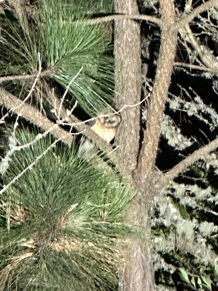 Unspotted Saw-whet Owl - ML633752115