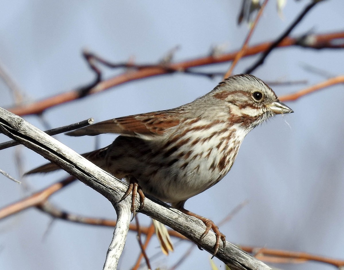 Song Sparrow - ML633752172