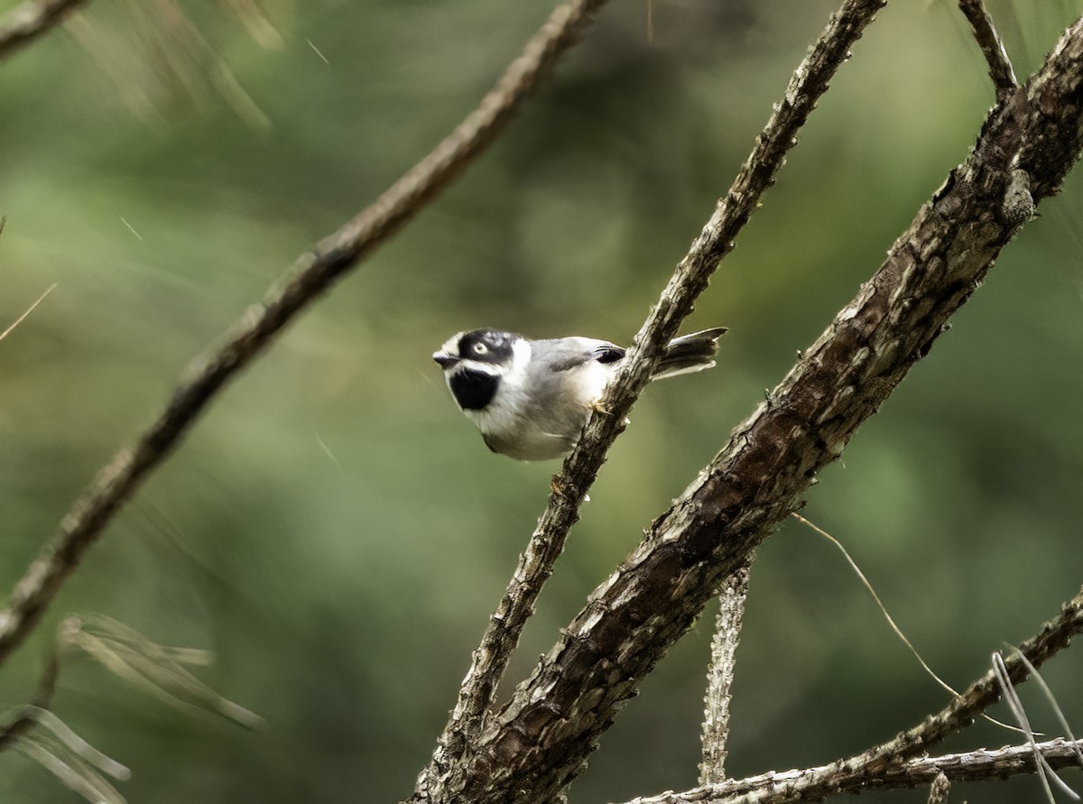 紅頭山雀(annamensis) - ML633752182