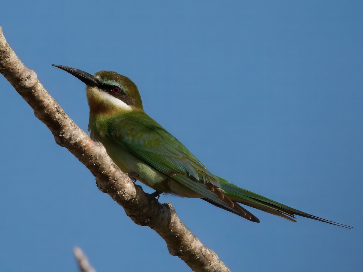 Olive Bee-eater - ML633752276