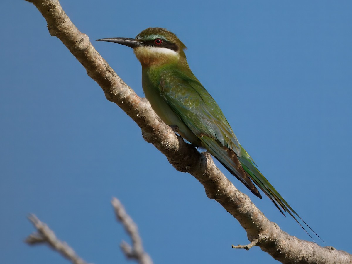 Olive Bee-eater - ML633752278