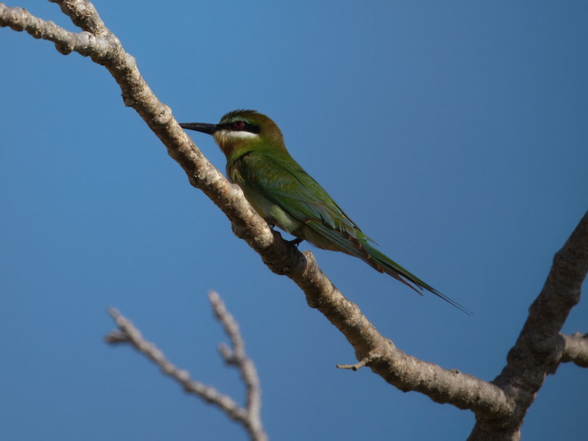 Olive Bee-eater - ML633752279