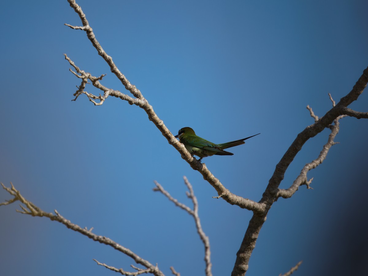 Olive Bee-eater - ML633752280
