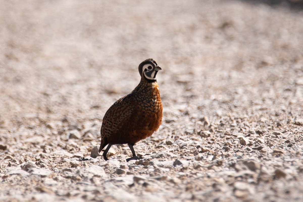 Ocellated Quail - ML633752351