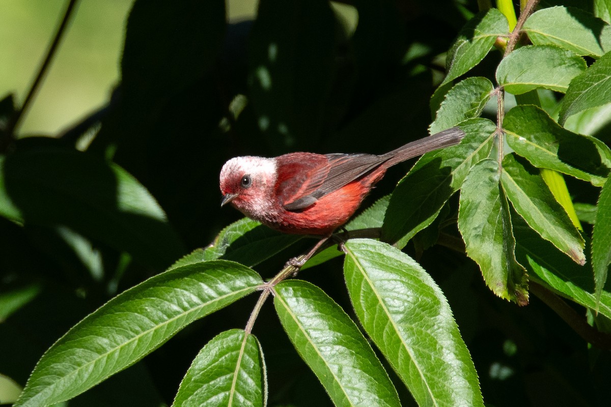 rosenparula - ML633752377