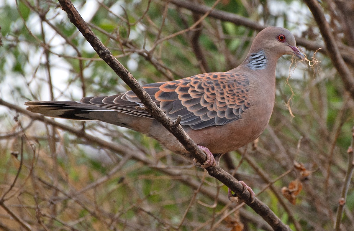 Oriental Turtle-Dove - ML633752471