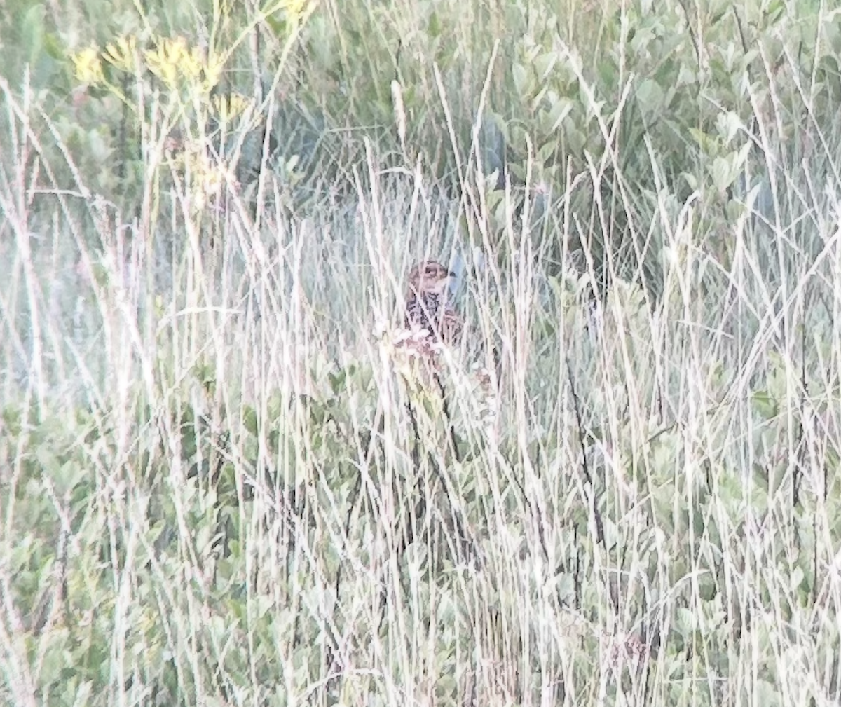 Red-winged Francolin - ML633752476