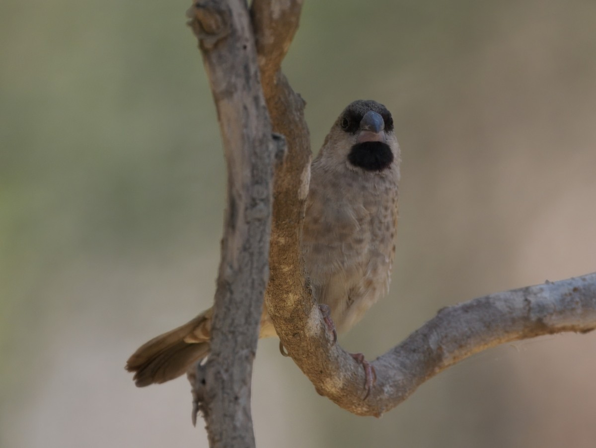 Madagascar Munia - ML633752514