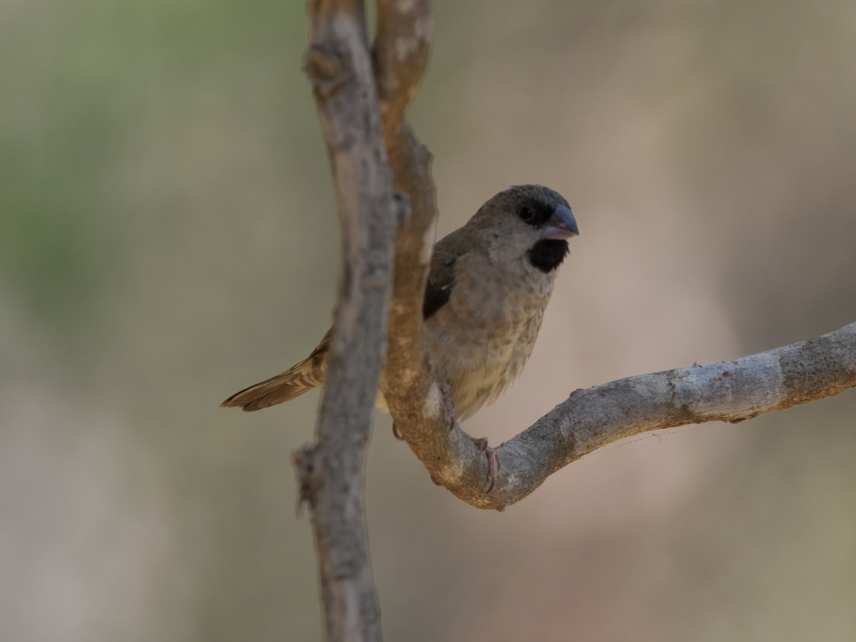 Madagascar Munia - ML633752515