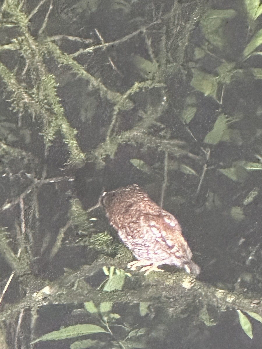 Bearded Screech-Owl - ML633752524